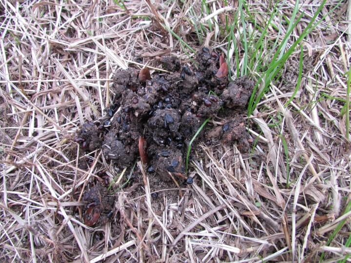 ハクビシンのフン対策】糞の特徴を知って安全に処理する方法を解説